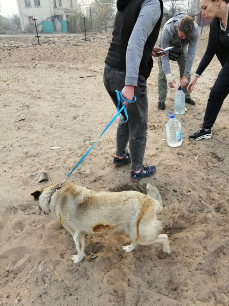 На Луганщині волонтери поять водою постраждалого у пожежах собаку