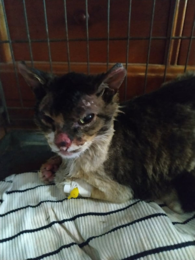 Постраждала у пожежах на Луганщині кішка з обпеченим носом