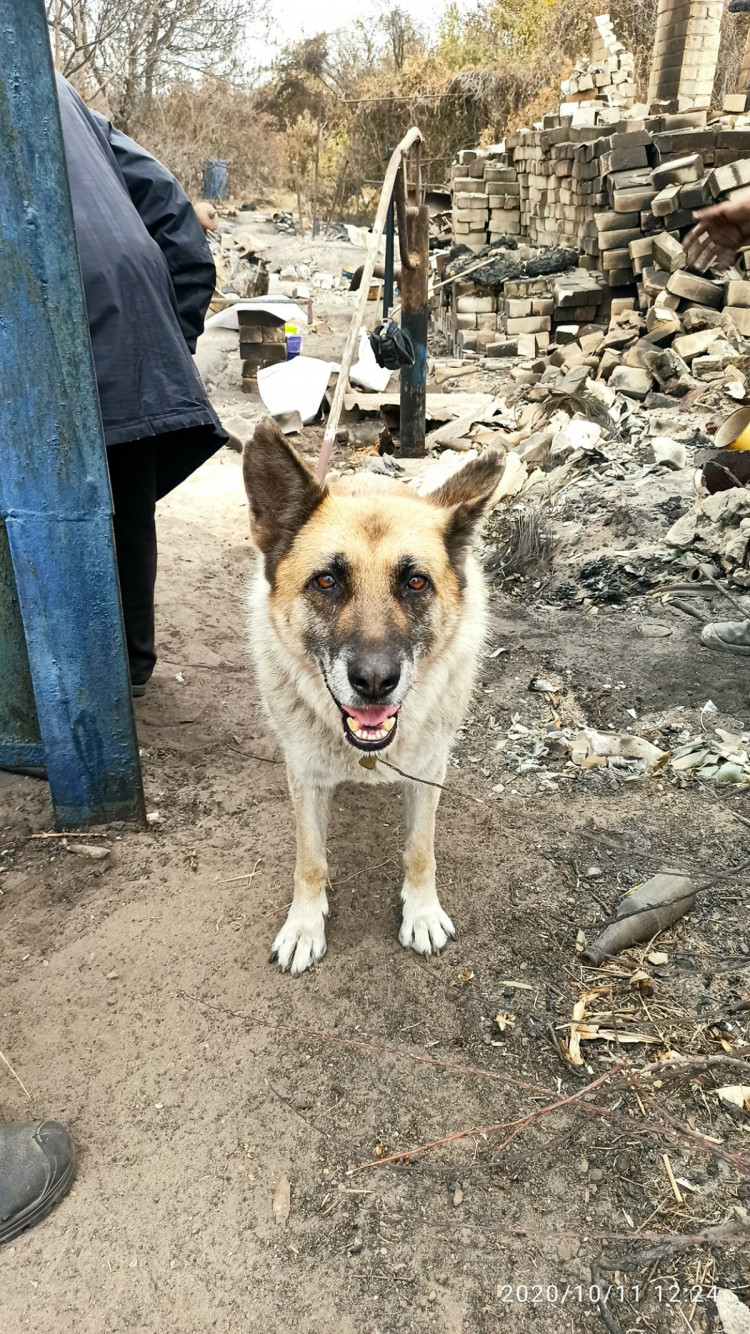 Постраждала на пожежах на Луганщині вівчарка знайшла нових хазяїв