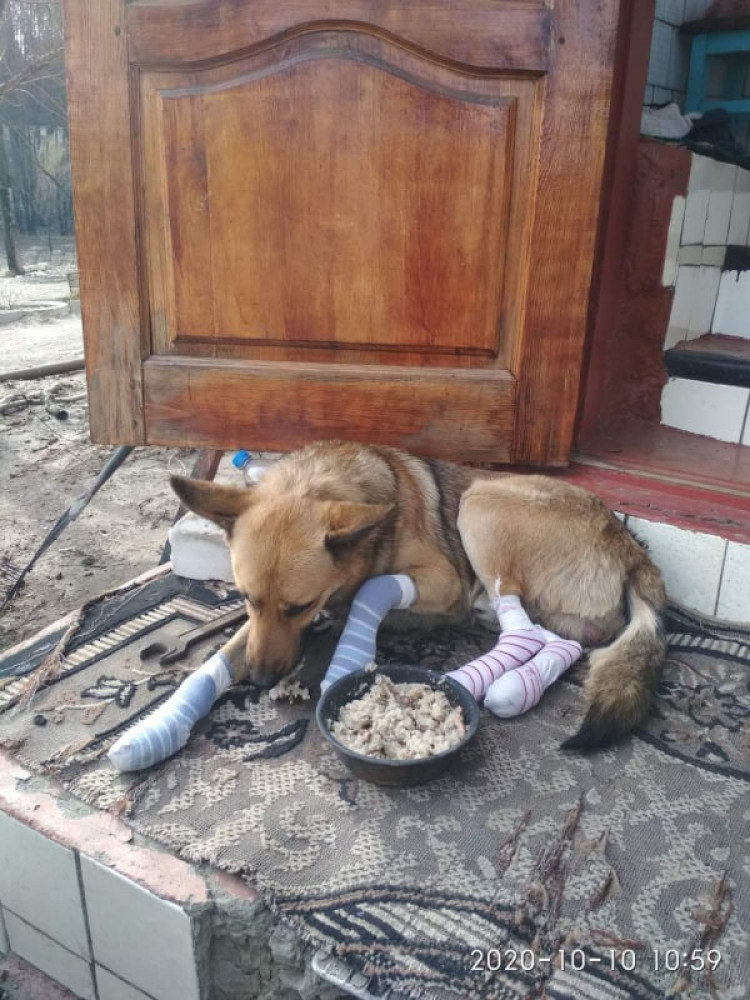 Постраждалий у пожежах на Луганщині собака з обпеченими лапами лежить біля миски з їжею