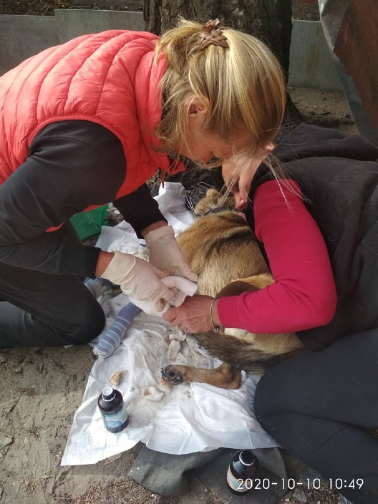 Волонтери бинтують лапу постраждалому у пожежах на Луганщині собаці