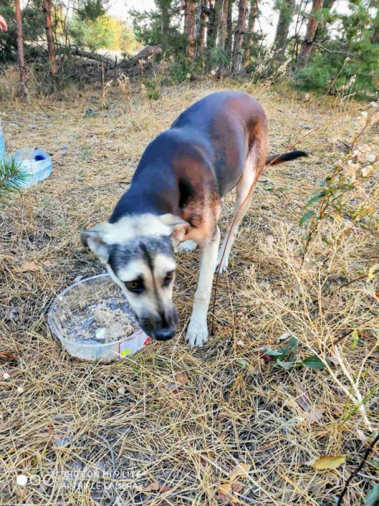 Постраждалий у пожежах на Луганщині собака п'є воду