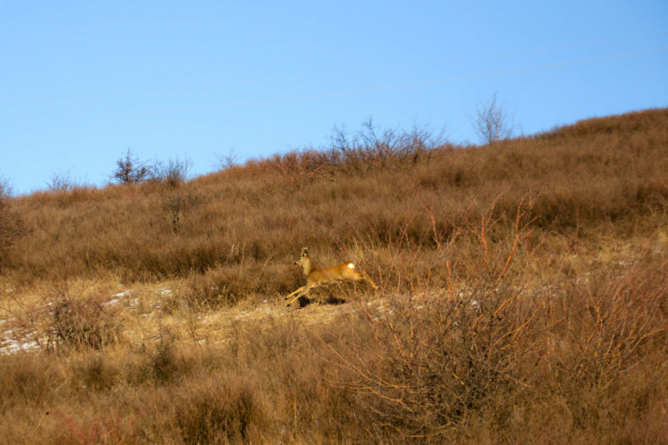 маленька козуля стрибає у ландшафтному парку Клебан-Бик