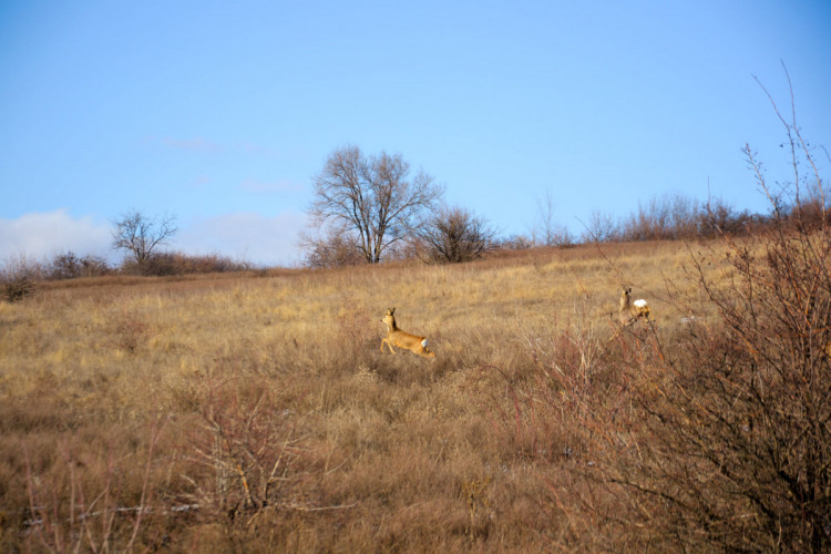 козулі стрибають у ландшафтному парку Клебан-Бик