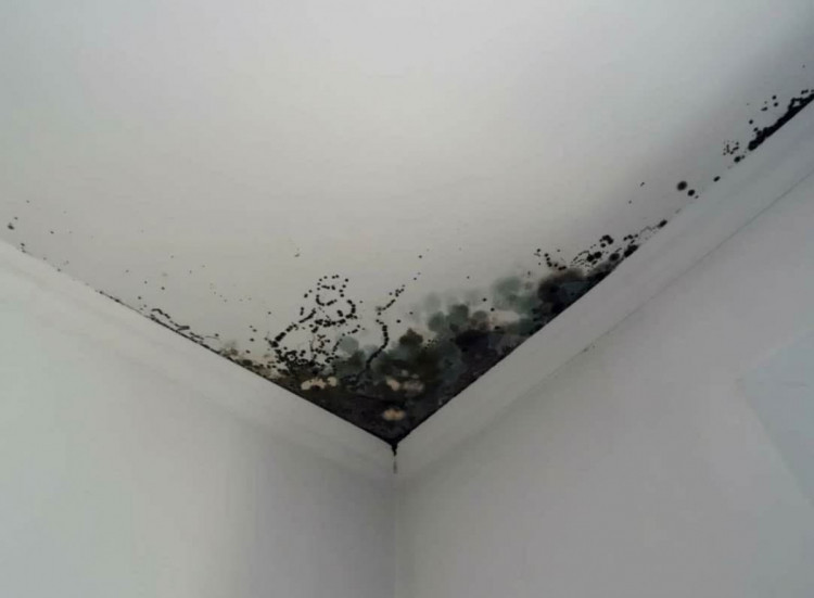 потолок с грибком в детском саду Донецка