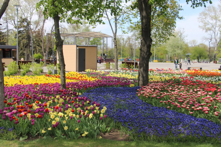 поля цветов в парке Радуга Мариуполь после реконструкции